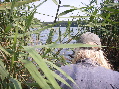Hofsee 2006 - Durchgang zum Woseriner See