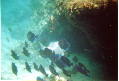 Die Unterwasserfotos wurden mit einer Einwegkamera aufgenommen.
