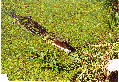 Der Freilandzoo (Krokodilfarm) von Guama. Ein Krokodil sonnt sich am Ufer.